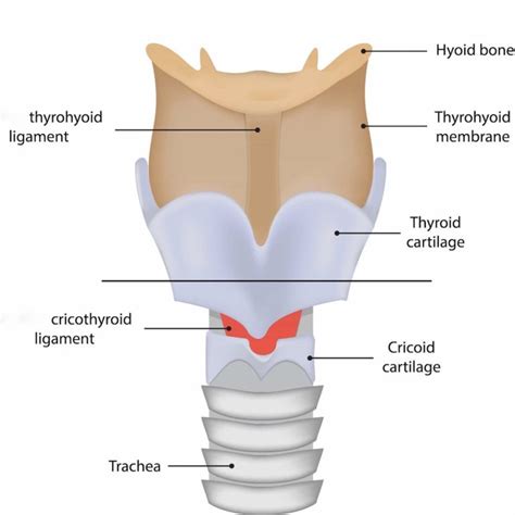 cartilagem cricoide